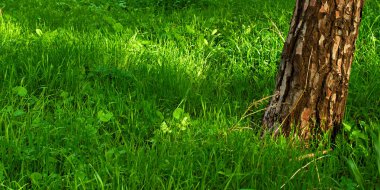 Dokulu bir ağaç gövdesi ve güzel canlı yeşil çim Panorama fotoğraf, detay. Çimenlerin üzerine düşen güneş ışığı. Ağacın gövdesi fotoğrafın sağ tarafına eğilmiş.