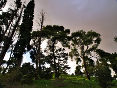 Güzel uzun çam ve selvi ağaçları öğleden sonra ışık altında yeşil uçurum alanında ve bulutlar ile gökyüzü. Güneş ışığı kulakta düşüyor. Atina Tritsis park, Yunanistan.