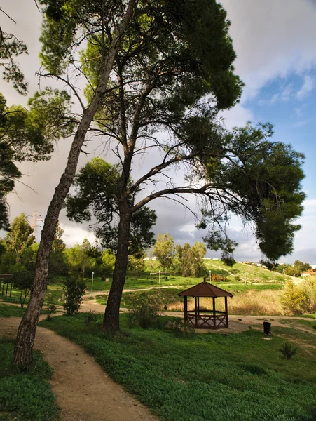 Hermosos Pinos Altos Campo Verde Del Parque Bajo Luz Tarde — Foto de Stock