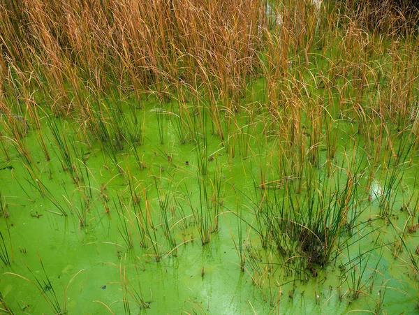 Grama Alta Amarela Água Verde Vibrante Lago Parque Parque Tritsis — Fotografia de Stock