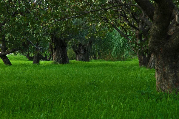 Hermosos Árboles Bajos Vibrante Hierba Verde Colorido Parque Foto Panorámica — Foto de Stock