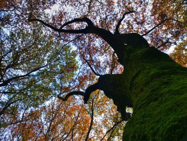 Çınar çınar ağacı gövdesi boyunca bakın. Canlı canlı renkli sonbahar sahnesi.
