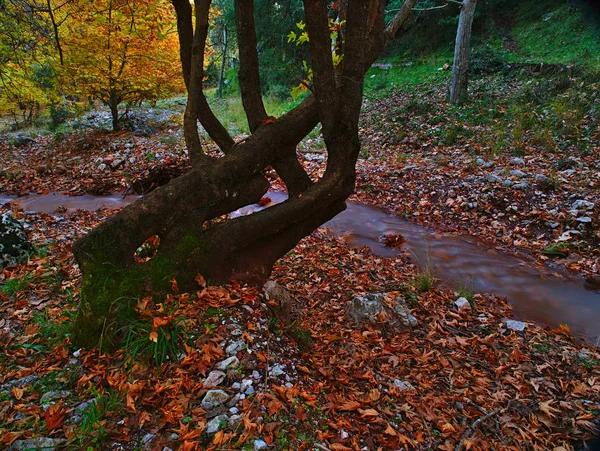 Wunderschöne Herbstliche Landschaft Von Planitero Kalavryta Griechenland Lebendige Lebendige Farbenfrohe — Stockfoto