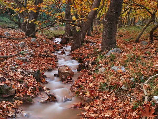 Wunderschöne Herbstliche Landschaft Von Planitero Kalavryta Griechenland Lebendige Lebendige Farbenfrohe — Stockfoto