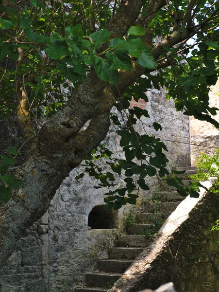 그리스 마을의 가지와 — 스톡 사진