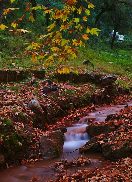 Wunderschöne Herbstliche Landschaft Von Planitero Kalavryta Griechenland Lebendige Lebendige Farbenfrohe — Stockfoto