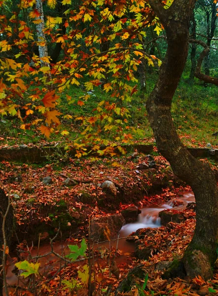 Piękny Jesienny Krajobraz Planitero Kalawryta Grecja Żywy Żywy Kolorowy Spadek — Zdjęcie stockowe