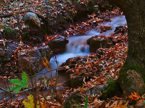 Wunderschöne Herbstliche Landschaft Von Planitero Kalavryta Griechenland Lebendige Lebendige Farbenfrohe — Stockfoto