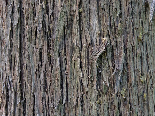Casca Árvore Perto Textura Natural Sem Costura — Fotografia de Stock