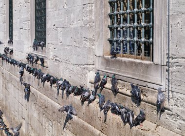Süleymaniye Camii Taş Duvar'da çok sayıda güvercin, İstanbul Türkiye