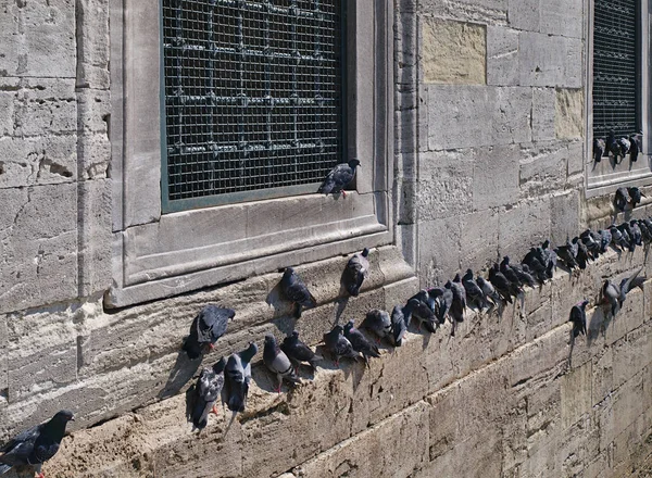 Πολλά Περιστέρια Στο Πέτρινο Τείχος Του Σουμανιγιέ Τζαμί Κωνσταντινούπολη Τουρκία — Φωτογραφία Αρχείου