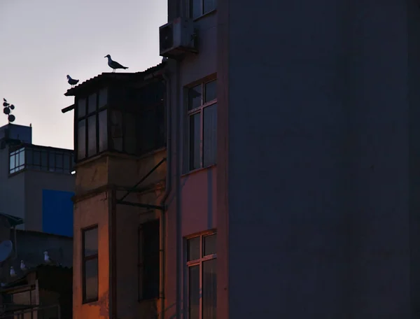 옥상에 갈매기 이스탄불 — 스톡 사진