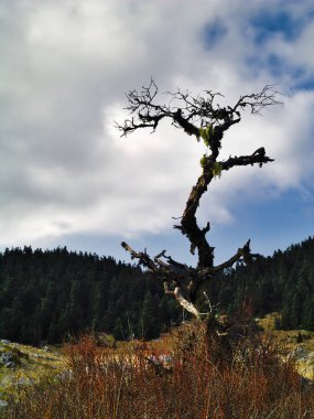 Menalo dağı, Arcadia, Yunanistan'da bulunan bir platoda garip bir ağaç.