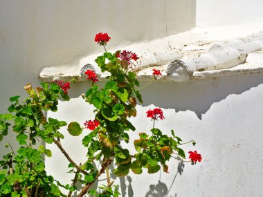 Sarmaşık sardunyaları (Pelargonium peltatum), beyaz duvara karşı çiçek, Tinos adası, Yunanistan.
