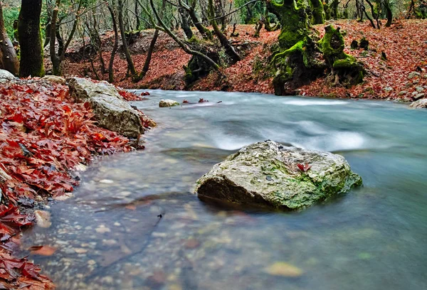 Kalavryta, Yunanistan'da sonbahar planetree çınar ormanında güzel düşük açılı akarsu su akışı