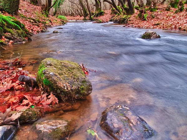 Schöner Bachlauf Herbst Planetenahorn Wald Kalavryta Griechenland — Stockfoto