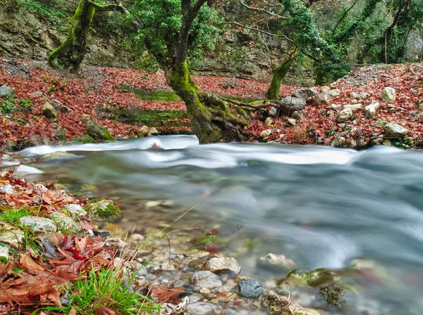 Schöner Bachlauf Herbst Planetenahorn Wald Kalavryta Griechenland — Stockfoto