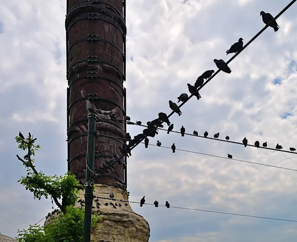 ハトは曇り空に対して市内の電話線に座ります イスタンブール トルコ — ストック写真