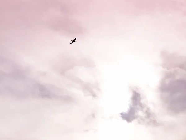 Mouette Sihloutte Contre Ciel Nuageux Coucher Soleil — Photo