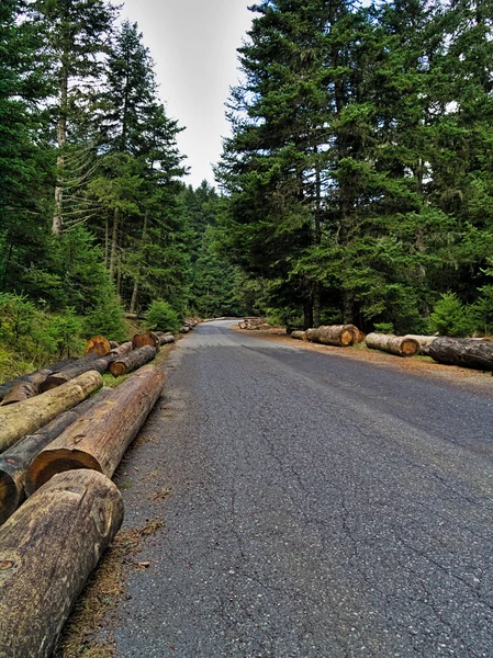 Tree Logs Sides Asphalt Road Crosses Forest Peloponnese Greece — Stock Photo, Image