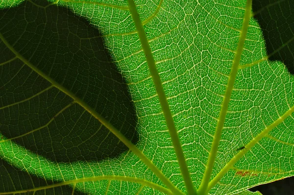 Światło słoneczne przez fig liść drzewa, zbliżenie. — Zdjęcie stockowe