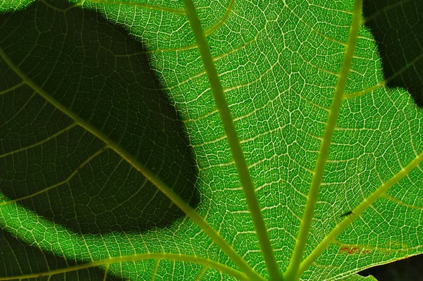 Lumière du soleil à travers la feuille de figuier, gros plan . — Photo