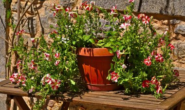 Pot wth renkli petounia çiçekler ahşap masada, gün ışığı altında.