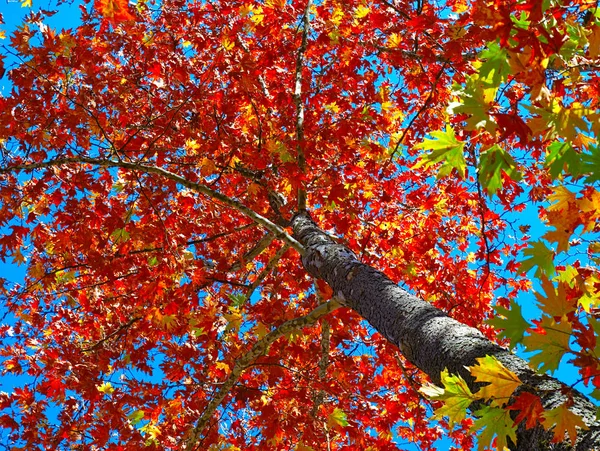 Olhando Para Folhagem Vibrante Árvore Sicômoro Outono Contra Céu Azul — Fotografia de Stock