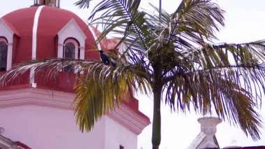 Arka planda kilise kubbe Ile Palm Içinde kuş