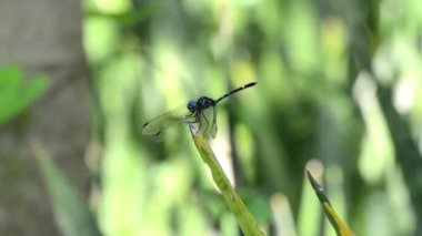 Mavi gözlü yusufçuk