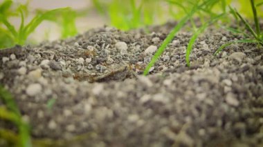 Anthill yakın yukarı