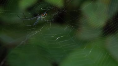 Spider ve örümcek ağı yakın yukarı