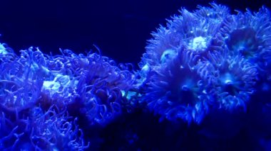 Su içinde hareketli bir deniz anemone yakın görünüm