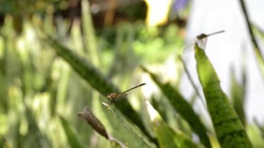Yeşil yaprakları üzerinde Dragonflies çift