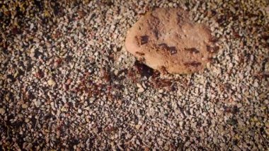 Anthill hızlı böcekler