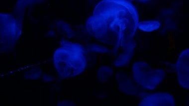 Suda yüzen denizanası