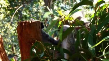 koala ayısı ağacında