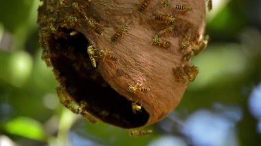 Eşek arısı yuvası