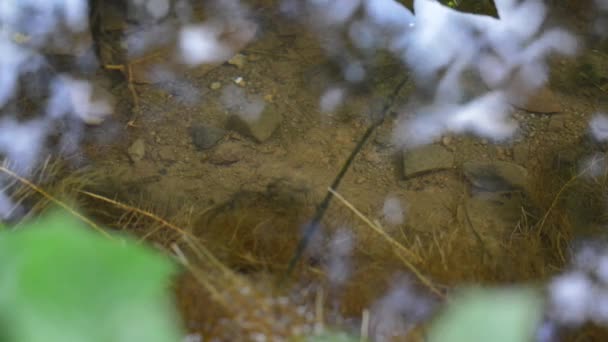 Un micro mundo en el arroyo — Vídeo de stock