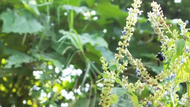 Hummel fliegt zwischen den Blumen — Stockvideo