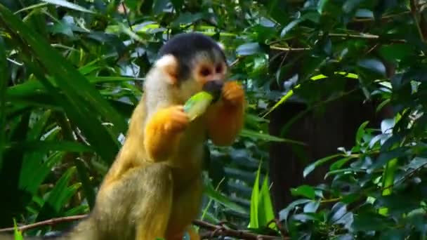 Capuchin Monkey Eating Fruit — Stock Video