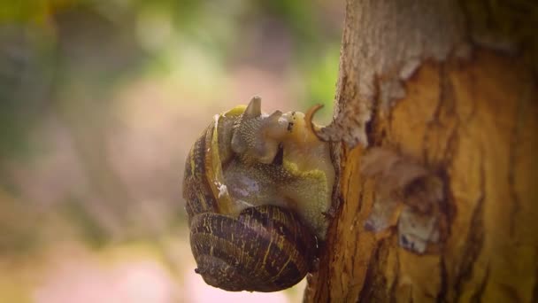 Close up de caracol na árvore — Vídeo de Stock