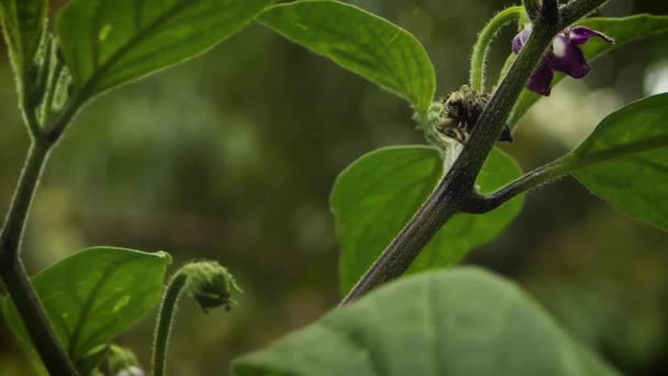 植物のクモのクローズアップバグを食べる — ストック動画