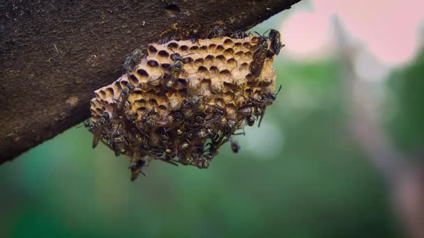 Fechar acima do ninho da vespa e da árvore — Vídeo de Stock