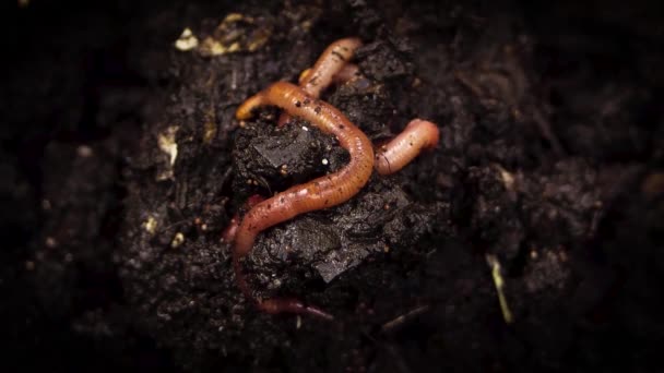 Земляные черви в компосте — стоковое видео