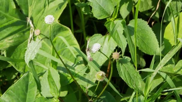 Grigio e marrone farfalla sul fiore bianco — Video Stock