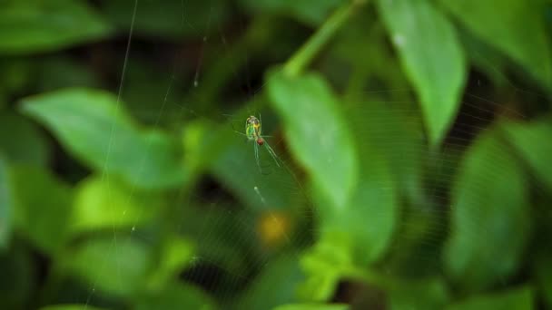 Zelený pavouk v zahradě — Stock video