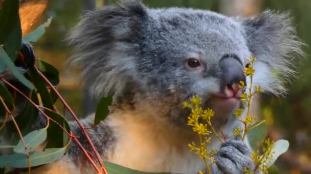 Koala Urs Eating Plant — Videoclip de stoc