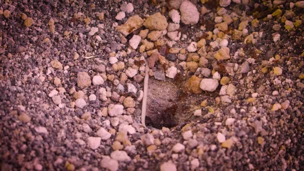 Piccole pietre e l'ingresso del formicaio — Video Stock