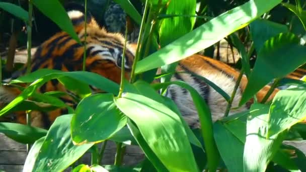 Tigre acostado — Vídeos de Stock